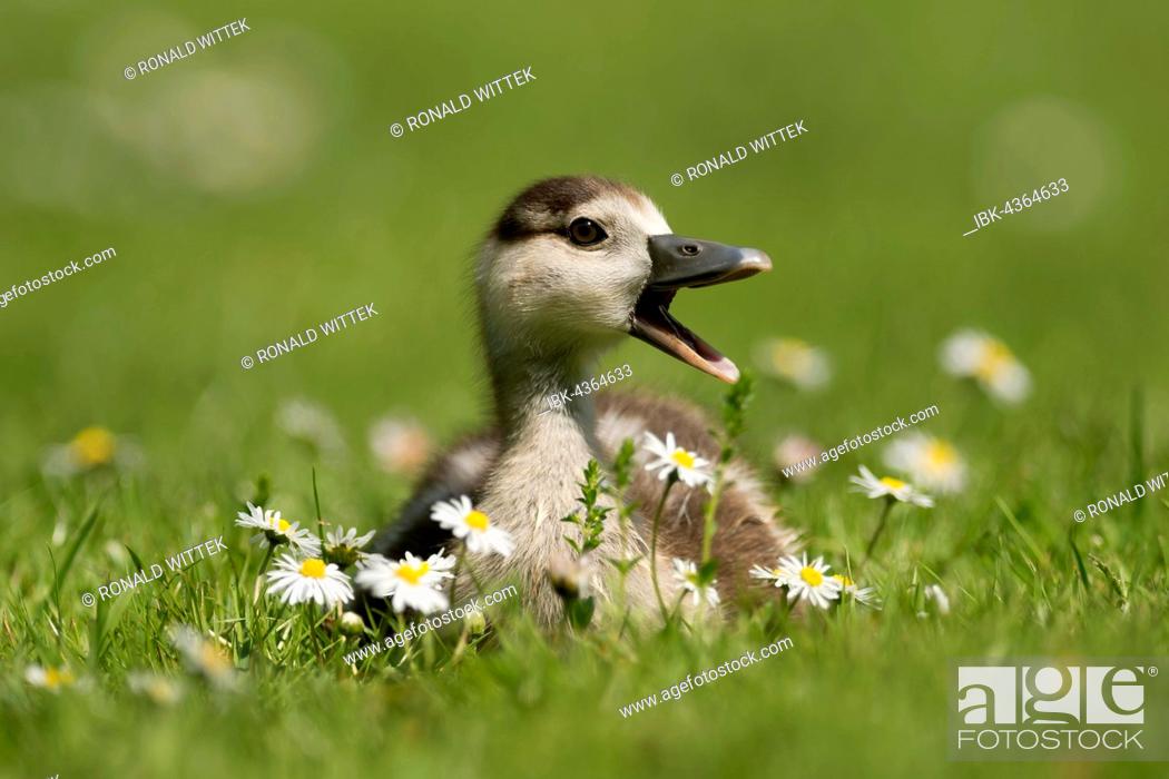 Stock Photo: Egyptian Goose (Alopochen aegyptiacus), chick in flower meadow, Germany.