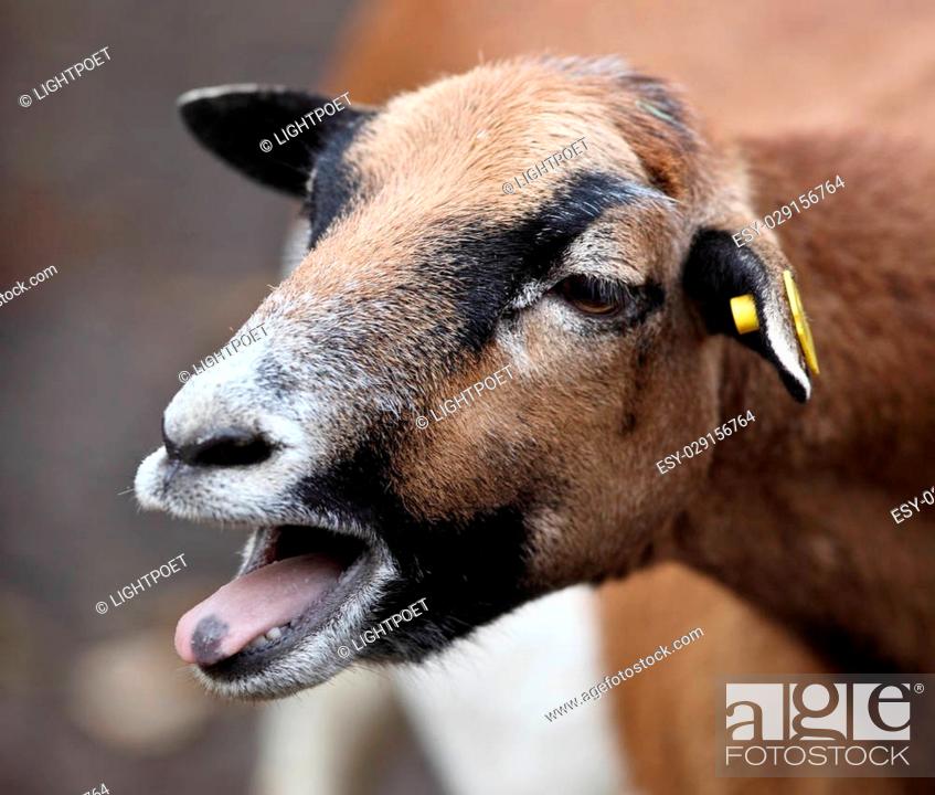 bleating goat, Stock Photo, Picture And Low Budget Royalty Free Image. Pic.  ESY-029156764 | agefotostock