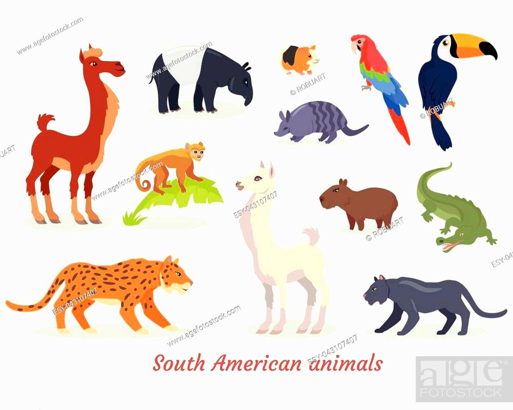 Collection of South American wild animals cartoon characters, Stock Vector,  Vector And Low Budget Royalty Free Image. Pic. ESY-043107407 | agefotostock
