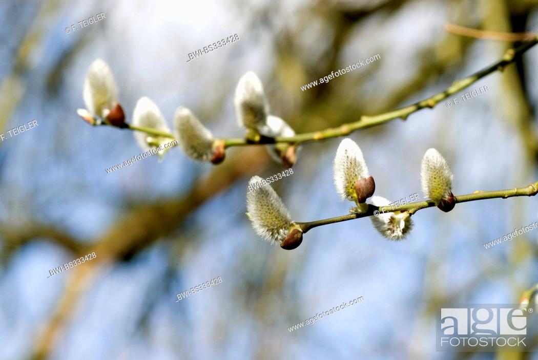 Stock Photo: pussy willow, goat willow, great sallow (Salix caprea), branch with catkins, Germany.
