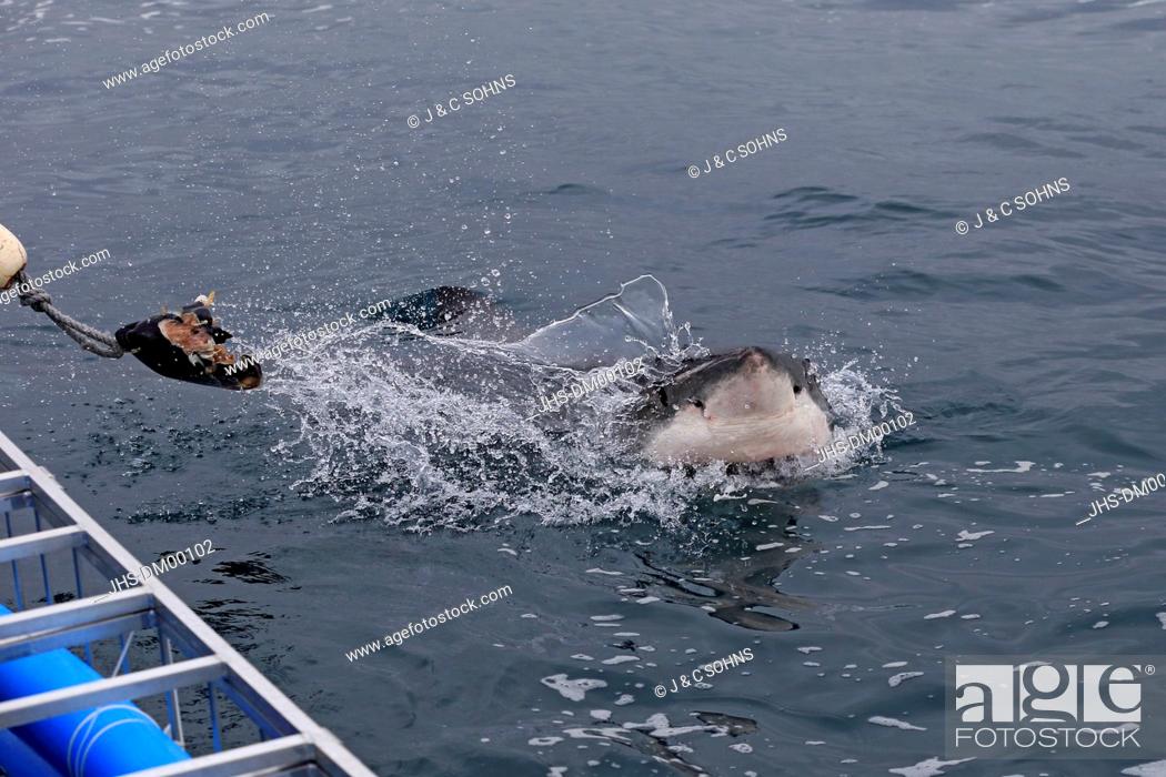 Stock Photo: Great White Shark, (Carcharodon carcharias), head, bate, tourism, Simonstown, Western Cape, South Africa, Africa.