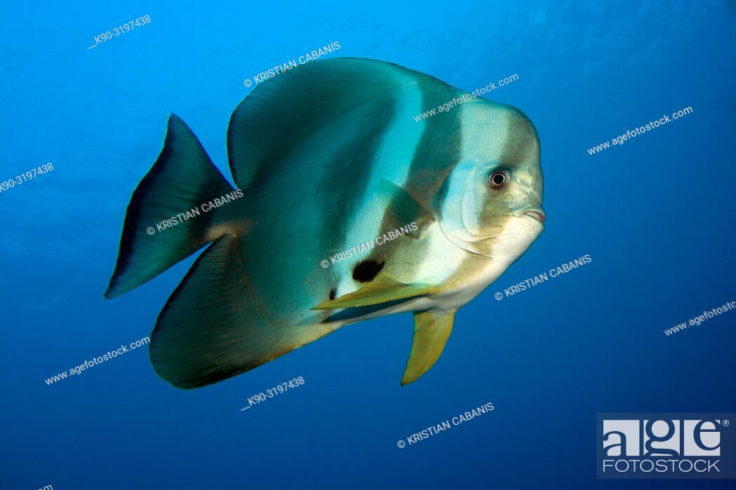 Stock Photo: Tall-fin batfish ((Platax teira) swimming in the blue, Indian Ocean, Maledives, South Asia.