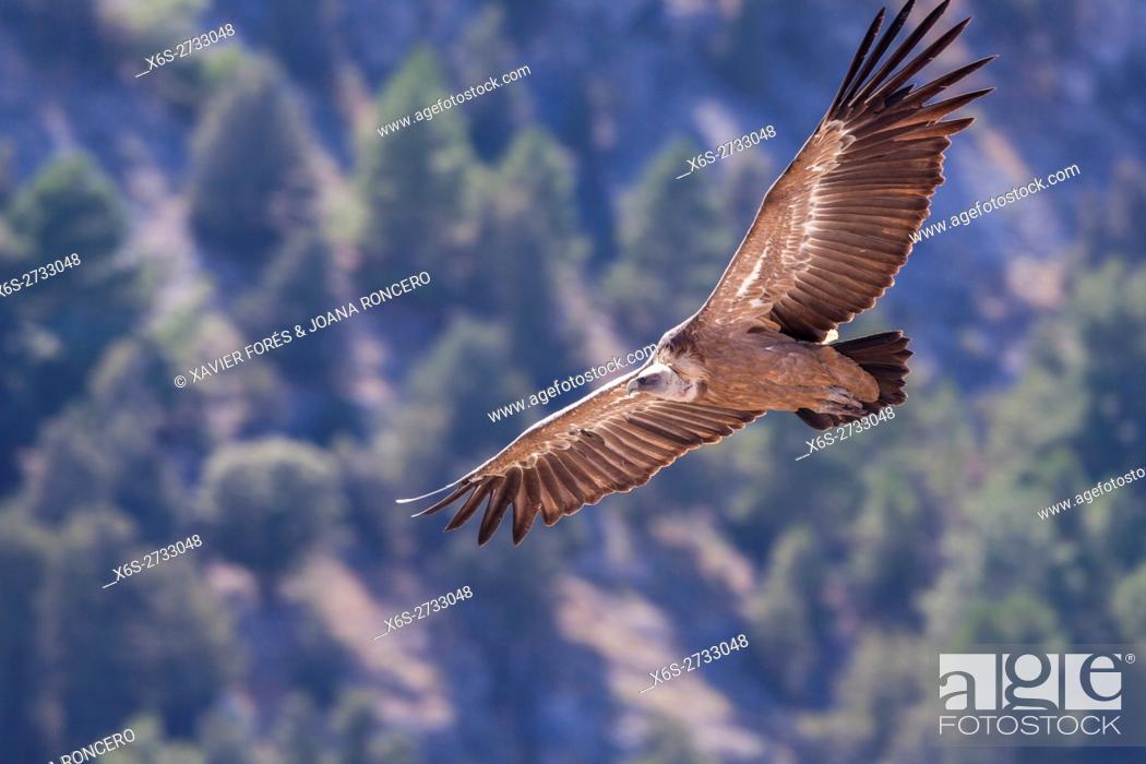 Stock Photo: Griffon vulture -Gyps fulvus- in the Natural Park Cañon de Río Lobos - Canyon of Wolves River -, Soria, Spain.