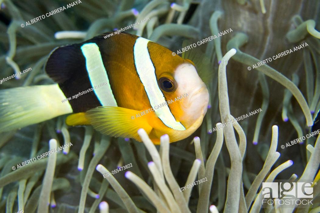 Stock Photo: Clarkâ. . s Anemonefish, Amphiprion clarkii, Clownfish, Anemonefish, Damselfish, Lembeh, North Sulawesi, Indonesia, Asia.