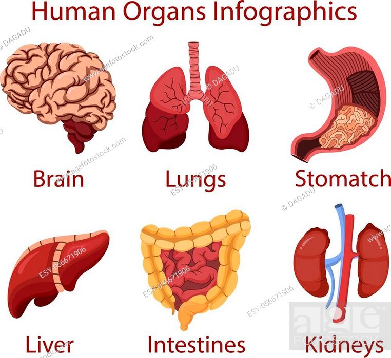 Vector illustration of Human organs cartoon Infographics illustration  vector, Stock Vector, Vector And Low Budget Royalty Free Image. Pic.  ESY-056671906 | agefotostock