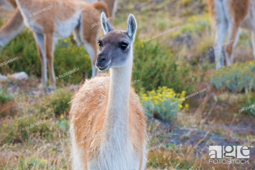 Stock Photo: Guanaco (Lama Guanicoe) in Torres del Paine National Park; Patagonia, Chile.