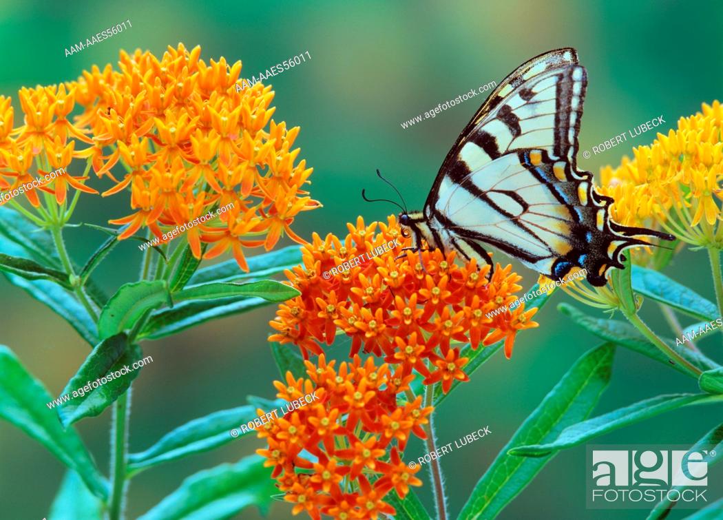 Stock Photo: Eastern Tiger Swallowtail (Papilio glaucus) Butterfly Weed (Asclepias tuberosa) NY.