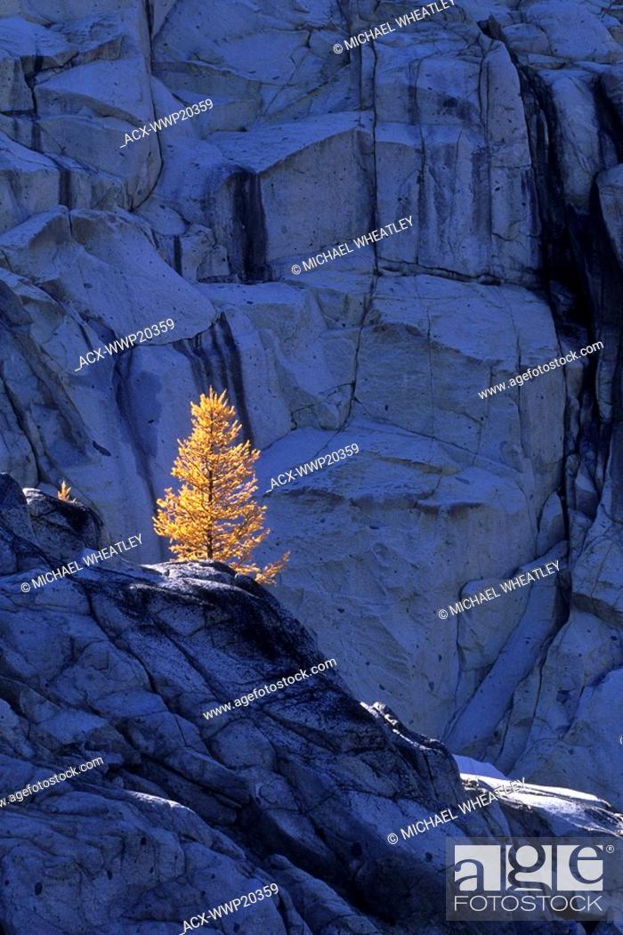 Stock Photo: Subalpine larch on granite wall, Alpine Lakes Wilderness, Washington, USA.