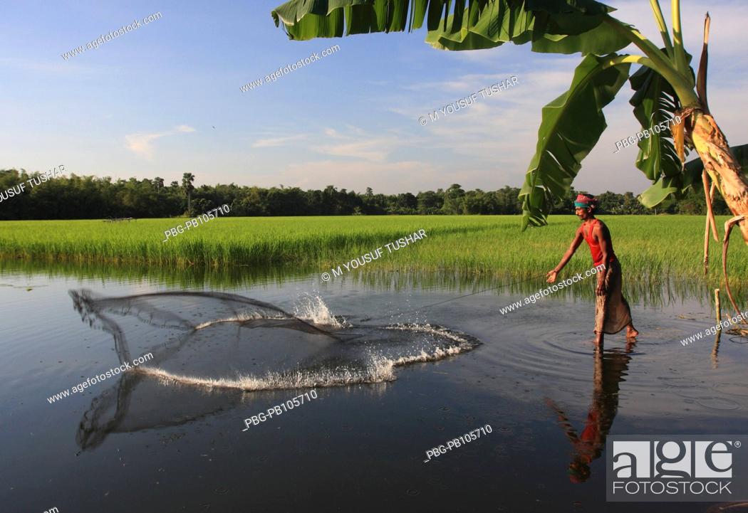 Stock Photo: Fisherman catching fishes in the flooded water Manikganj, Bangladehs September 2008.
