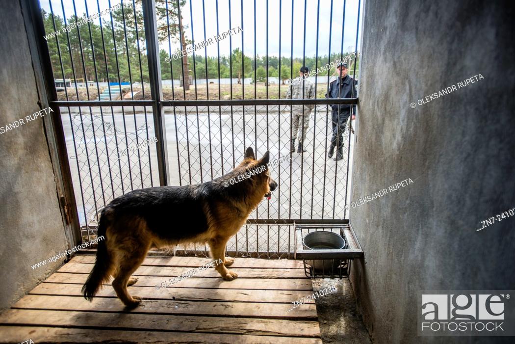 German shepherd stands at her doghouse at Militia Dog Training and Breeding  Center, Kyiv, Ukraine, Stock Photo, Picture And Rights Managed Image. Pic.  ZN7-2410238 | agefotostock