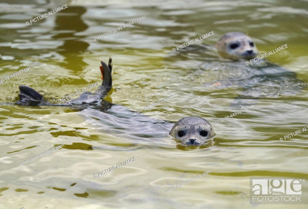 Stock Photo: 20 July 2021, Schleswig-Holstein, Friedrichskoog: Howlers swimming in a pool at the Friedrichskoog Seal Sanctuary. The seal station has released the first.