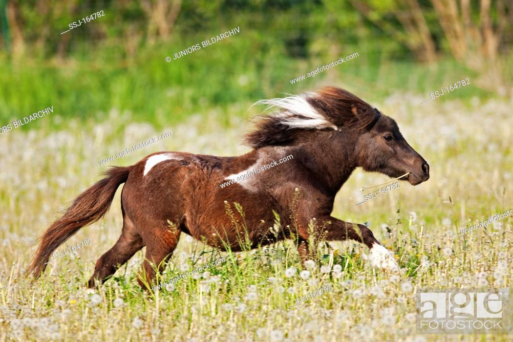 Stock Photo: Mini Shetland Pony horse - running on meadow.
