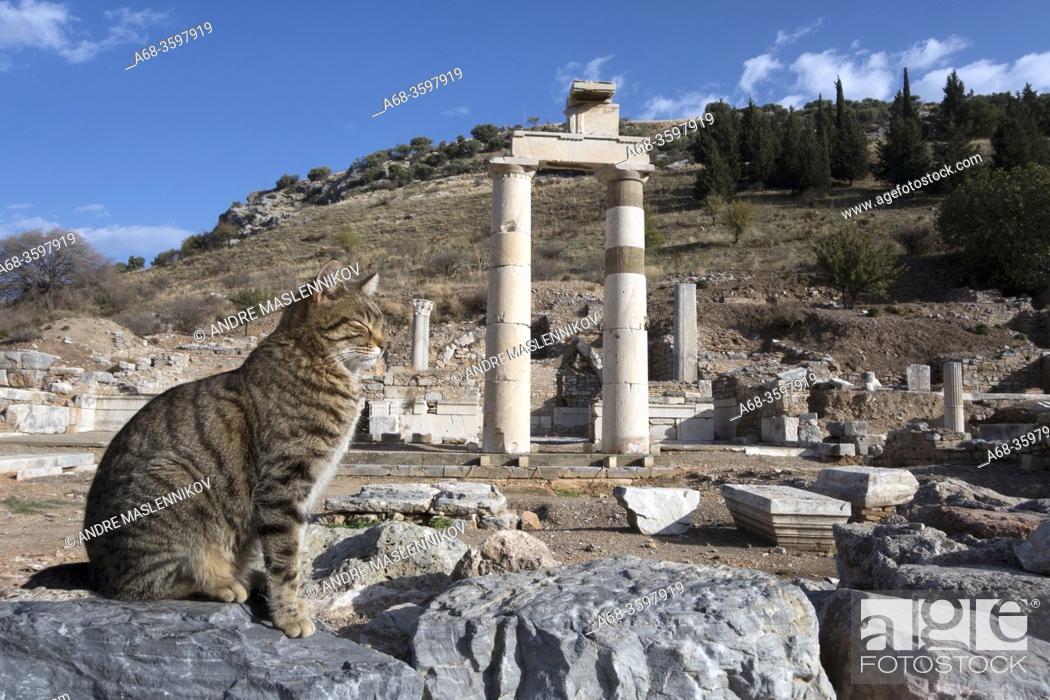 Stock Photo: Cat resting on a rock. Motifs from the ancient Roman city of Ephesus in Turkey. Here are many cats that seem completely carefree by all the tourists who visit.