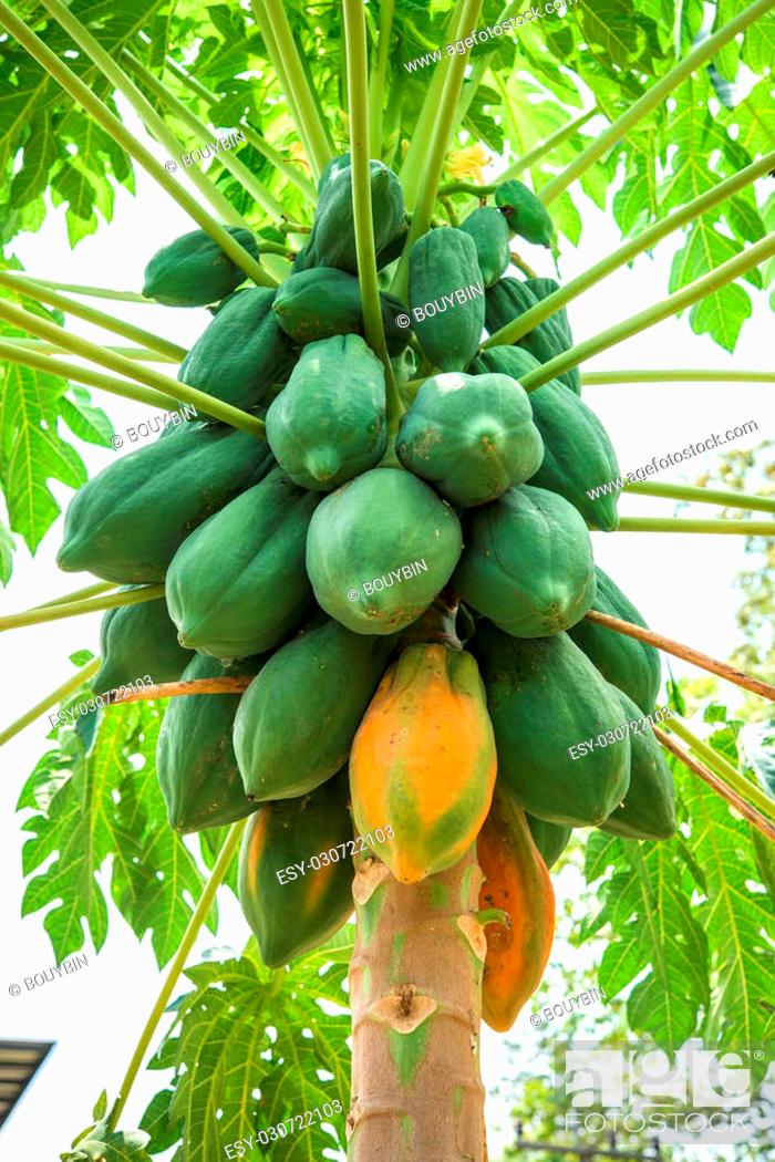 Papaya ağacı neçə yaşında meyvə verir