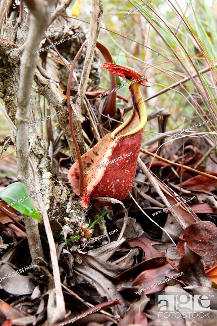 Stock Photo: Pitcher Plant Nepenthes Rafflesiana, Bako National Park, Sarawak, Malaysia, Borneo.