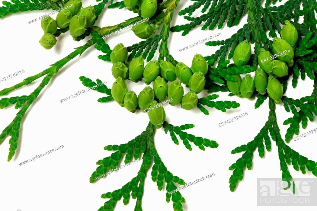 Stock Photo: Green twig of thuja with cones isolated on white background. Close-up view.