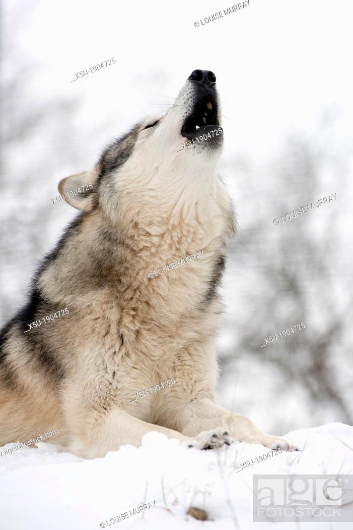 Stock Photo: North American Timber wolf, Canis Lupus howling in the snow in deciduous forest.
