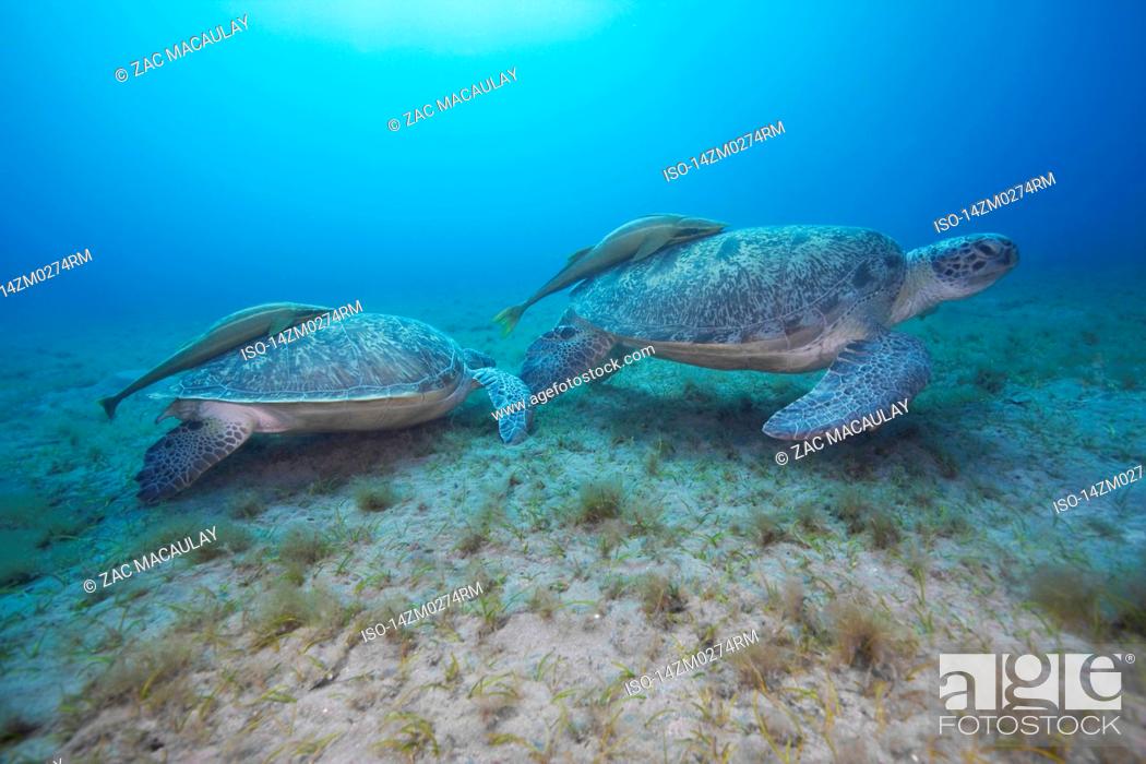 Stock Photo: Pair of Green turtles.