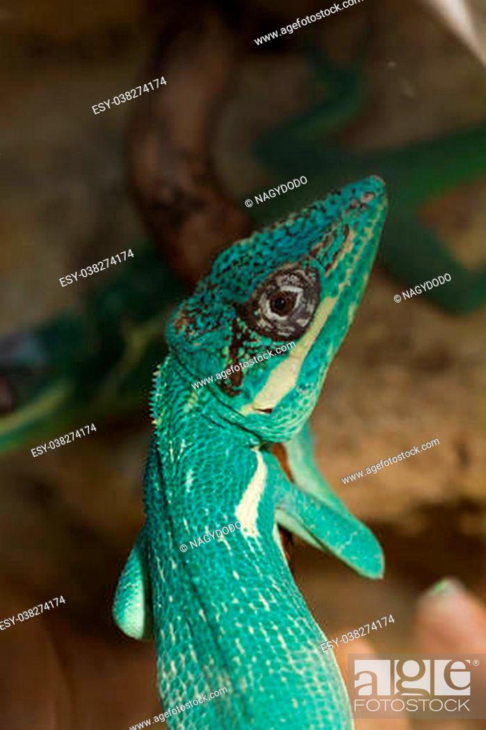 Stock Photo: Knight Anole in the nature ( Anolis equestris ).