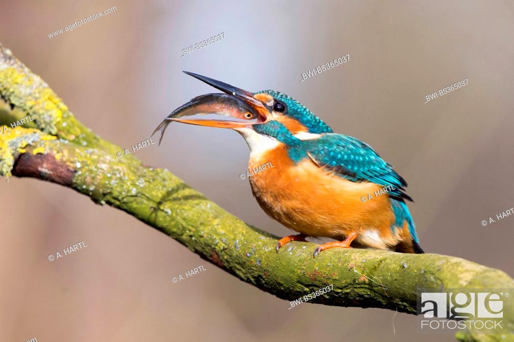 Stock Photo: river kingfisher (Alcedo atthis), catching thrown prey, Germany, Bavaria, Isental.
