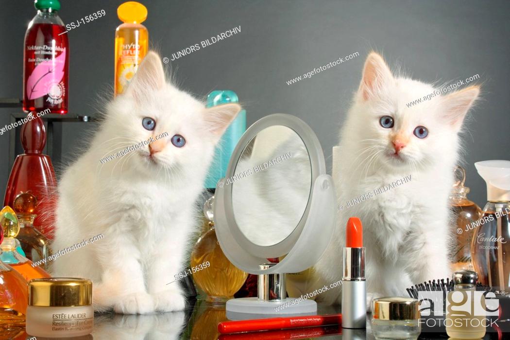 Stock Photo: Sacred cat of Burma - two kittens sitting between perfume bottles.