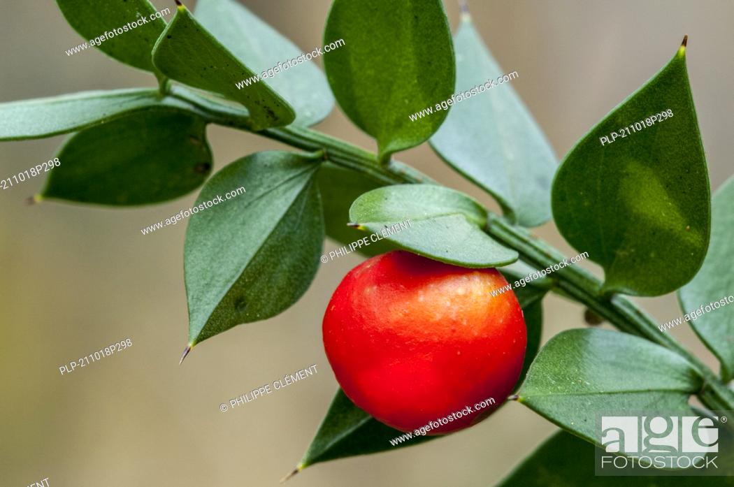 Stock Photo: Butcher's-broom / Jew's myrtle (Ruscus aculeatus), evergreen Eurasian shrub showing close-up of leaves and red berry.