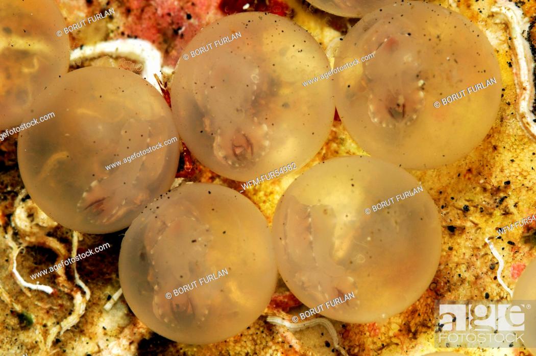 Stock Photo: Pfeffers Cuttlefish Embryo in transparent Egg, Metasepia pfefferi, Lembeh Strait, North Sulawesi, Indonesia.
