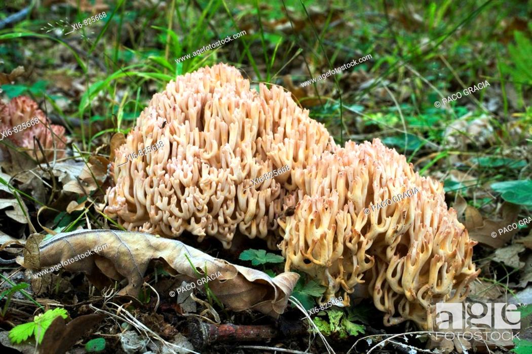 Stock Photo: Mushrooms (Ramaria botrytis) in oakwood. Riaza, Segovia, Spain.