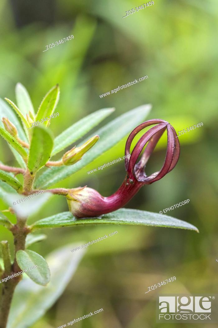 Stock Photo: Jaini Ceropegia a very rare and threatened herb, endemic to the Sahyadri Hills Amboli, India.