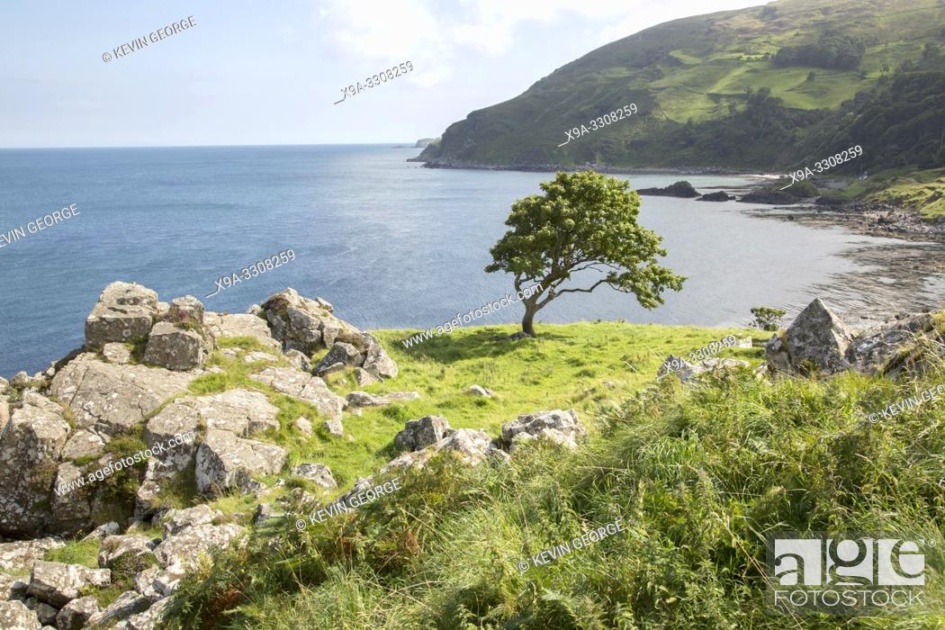 Stock Photo: Rock and Tree, Murlough Beach; County Antrim; Northern Ireland.