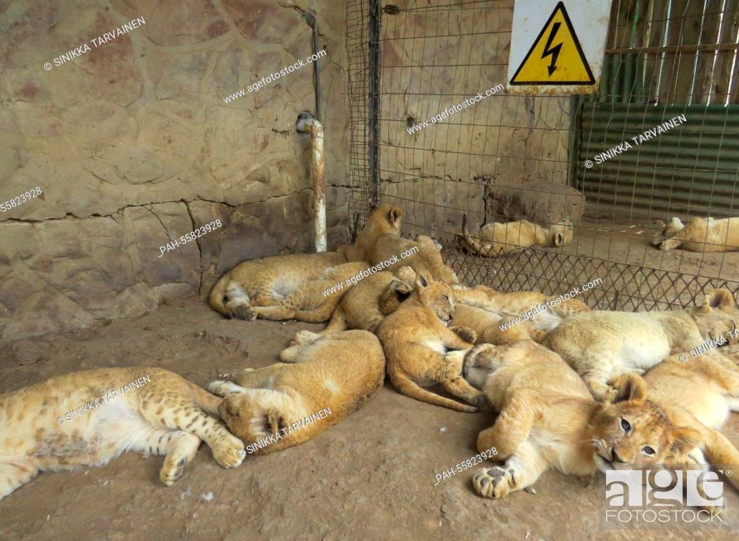 Imagen: A group of lion cubs take a nap in a compound of the Moreson's Ranch in Vrede, South Africa, 10 February 2015. Photo: Sinikka Tarvainen/dpa | usage worldwide.