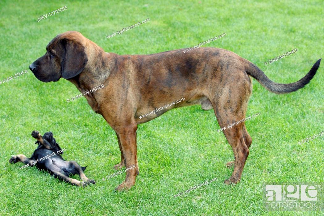 Hanover Hound And Westfalen Terrier Puppy Two Hunting Dogs Playing On Garden Lawn Stock Photo Picture And Rights Managed Image Pic Mev 10792005 Agefotostock
