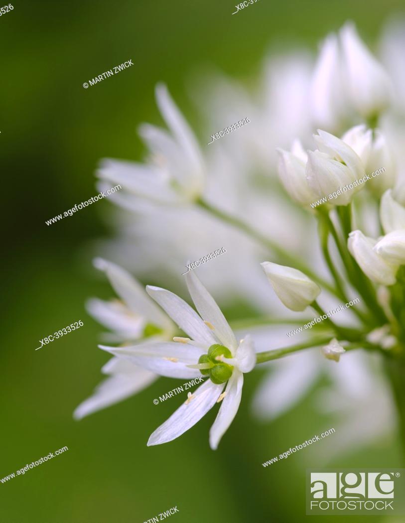 Photo de stock: Wild Garlic (Allium ursinum). Europe, Central Europe, Germany.