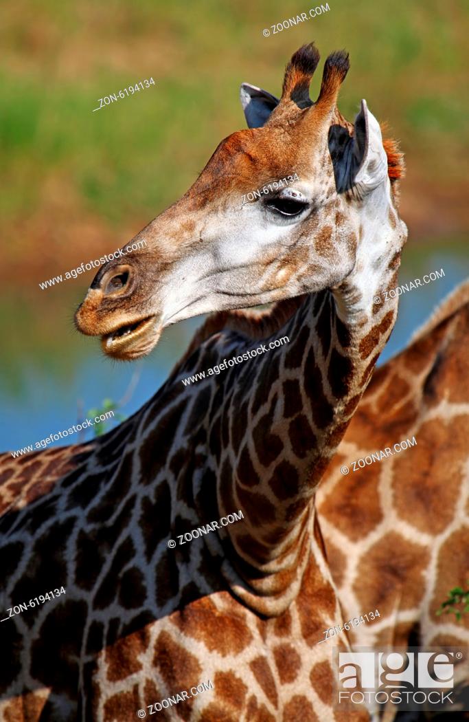 Stock Photo: Giraffenporträt im Kruger Nationalpark, Südafrika, giraffe, Kruger national park, South Africa.