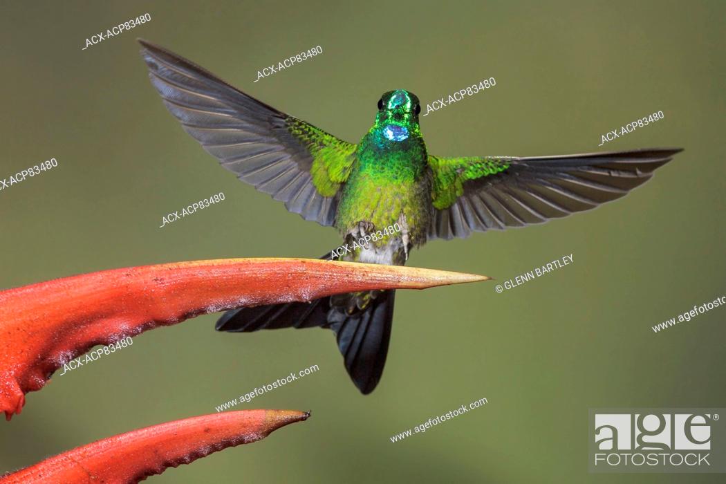 Stock Photo: Green-crowned Brilliant (Heliodoxa jacula) feeding at a flower while flying in the Milpe reserve in northwest Ecuador.