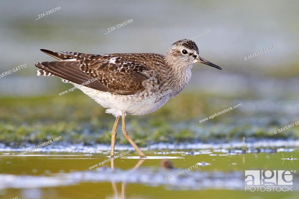 Stock Photo: Wood Sandpiper (Tringa glareola), side view of an adult standing in the water, Campania, Italy.