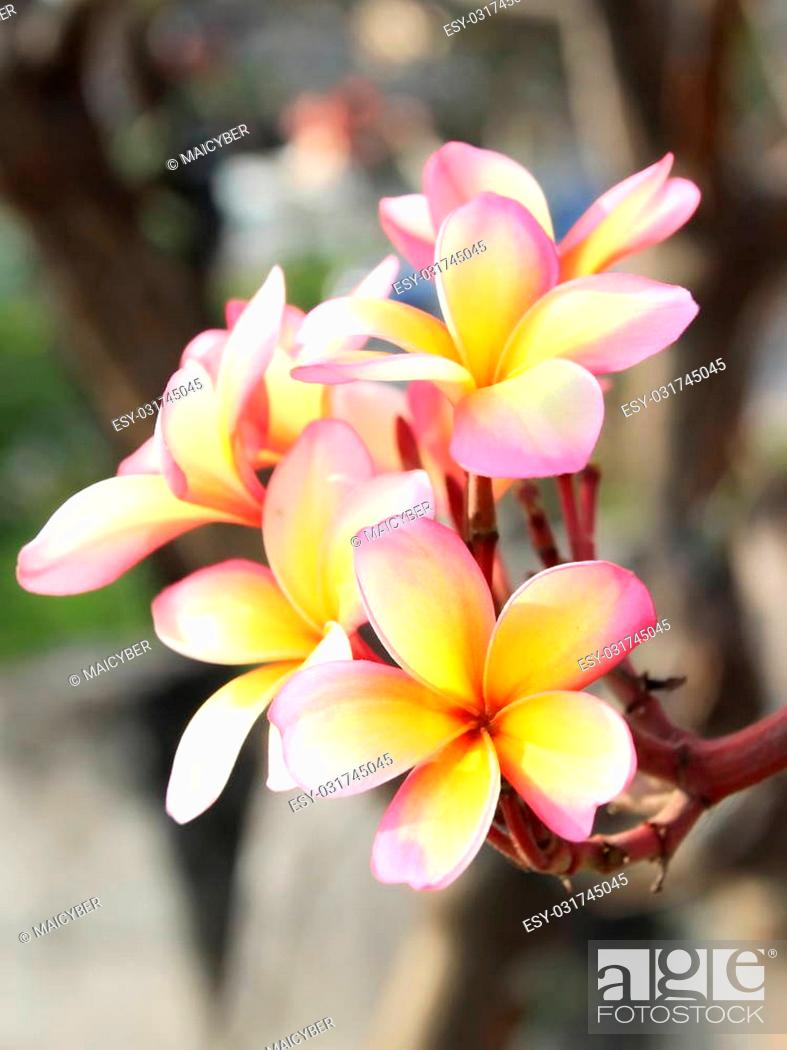 Stock Photo: Closed up pink flower Frangipani or Plumaria.