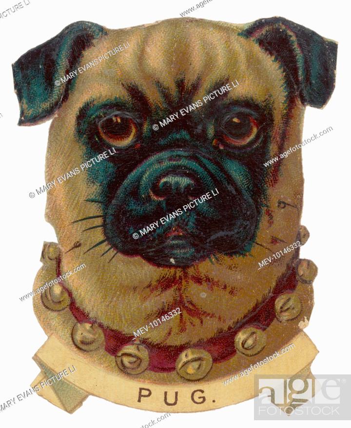 Stock Photo: Portrait of a pug wearing a collar with bells on.