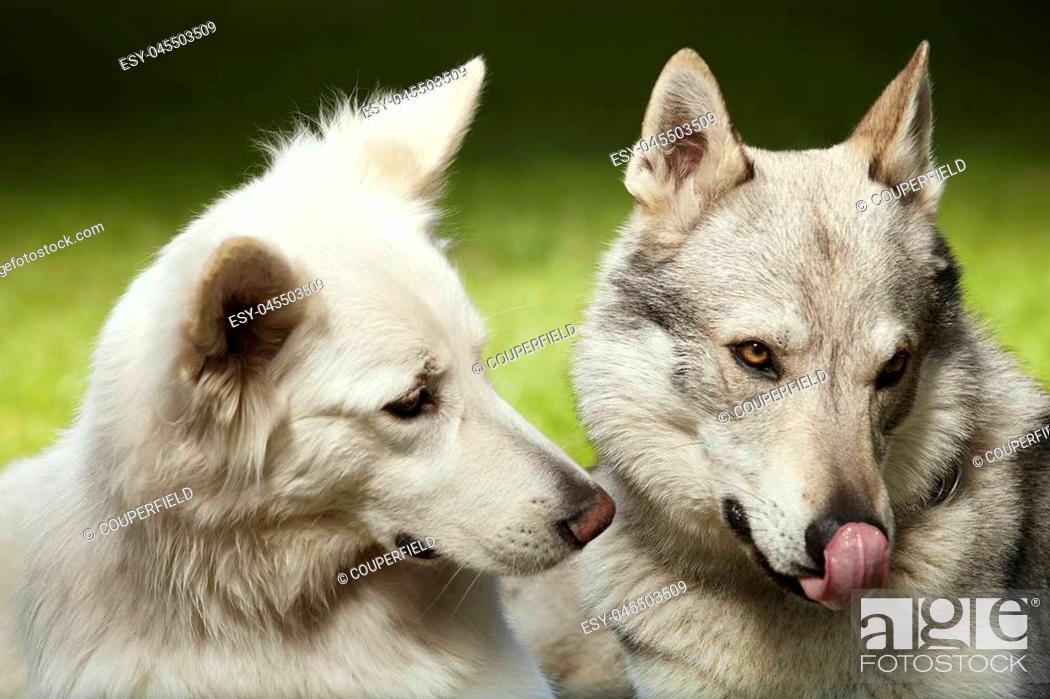 Couple of gray wolfdog and swiss white shepheard on portrait in spring  park, Foto de Stock, Imagen Low Budget Royalty Free Pic. ESY-045503509 |  agefotostock