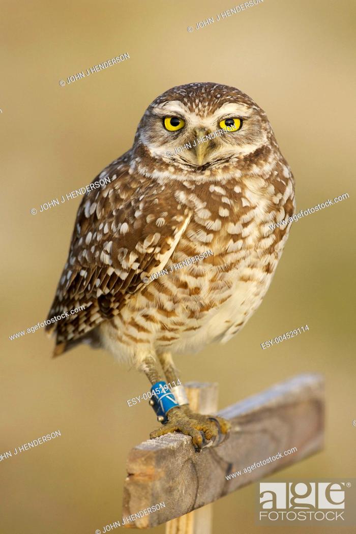 Stock Photo: Burrowing Owl, Athene cunicularia.