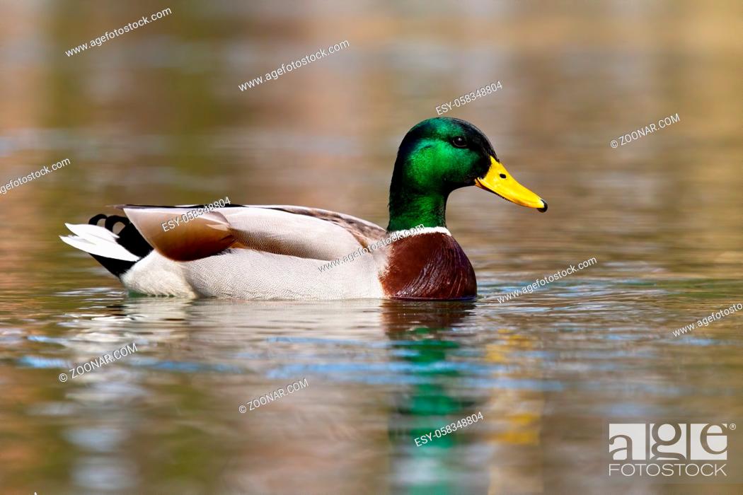 Stock Photo: Colorful mallard, anas platyrhynchos, swimming on a lake in autumn nature. Waterfowl male floating on river in spring. Wild bird with green head bathing in.