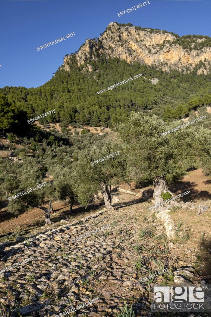 Stock Photo: cobbled road of the Son Moragues olive grove, old cart road to the Port de Valldemossa, Valldemossa, Mallorca, Balearic Islands, Spain.