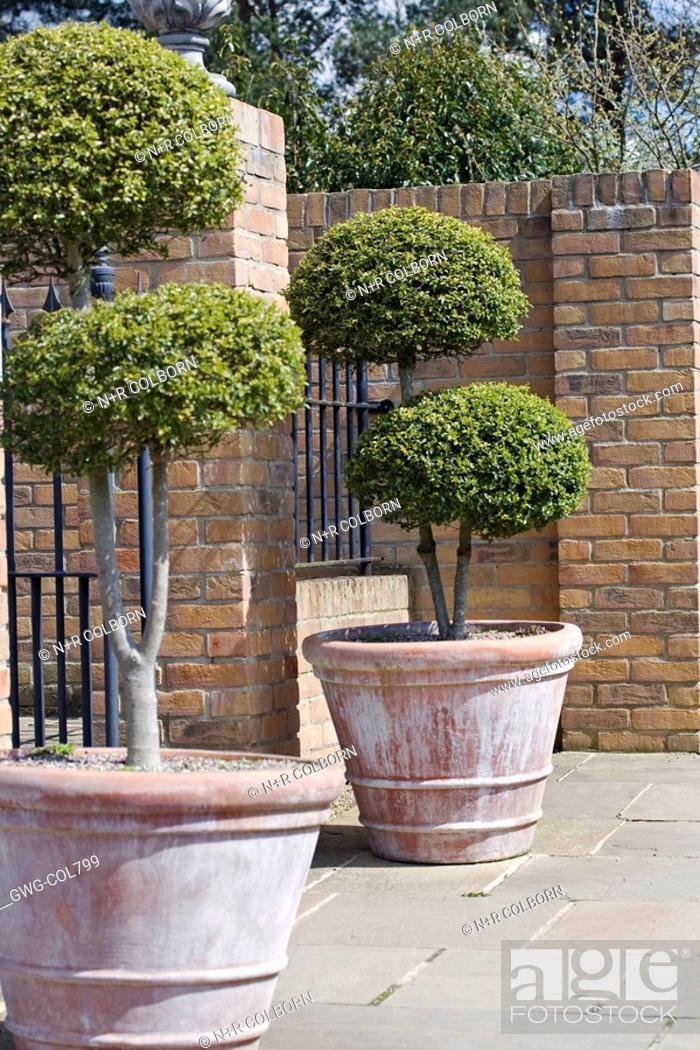 Imagen: TOPIARY SHRUBS IN CONTAINERS AT RHS HARLOW CARR.