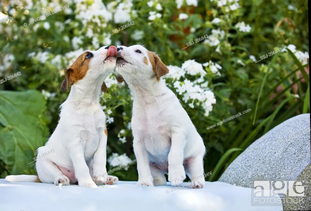 Imagen: Parson Russell Terrier. Two puppies (6, 5 weeks old) on a bench in front of flowering Phlox. Each one is licking the snout of the other. Germany.