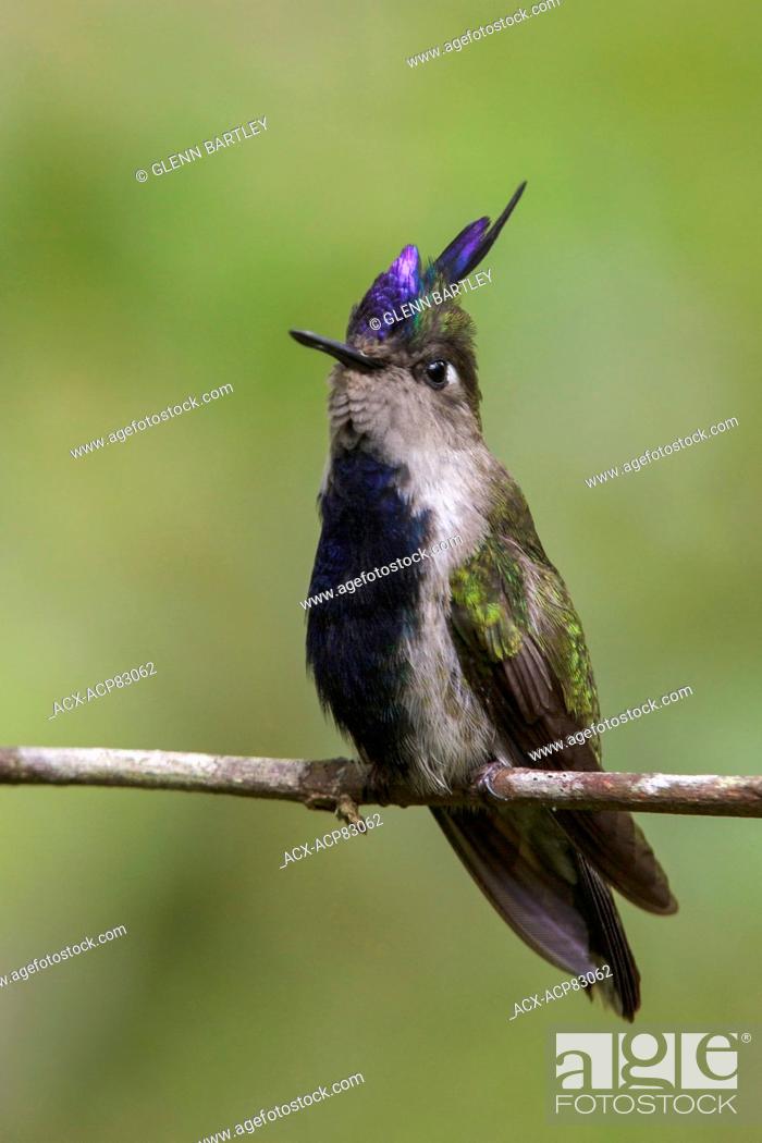 Stock Photo: Plovercrest (Stephanoxis lalandi) perched on a branch in the Atlantic rainforest of southeast Brazil.
