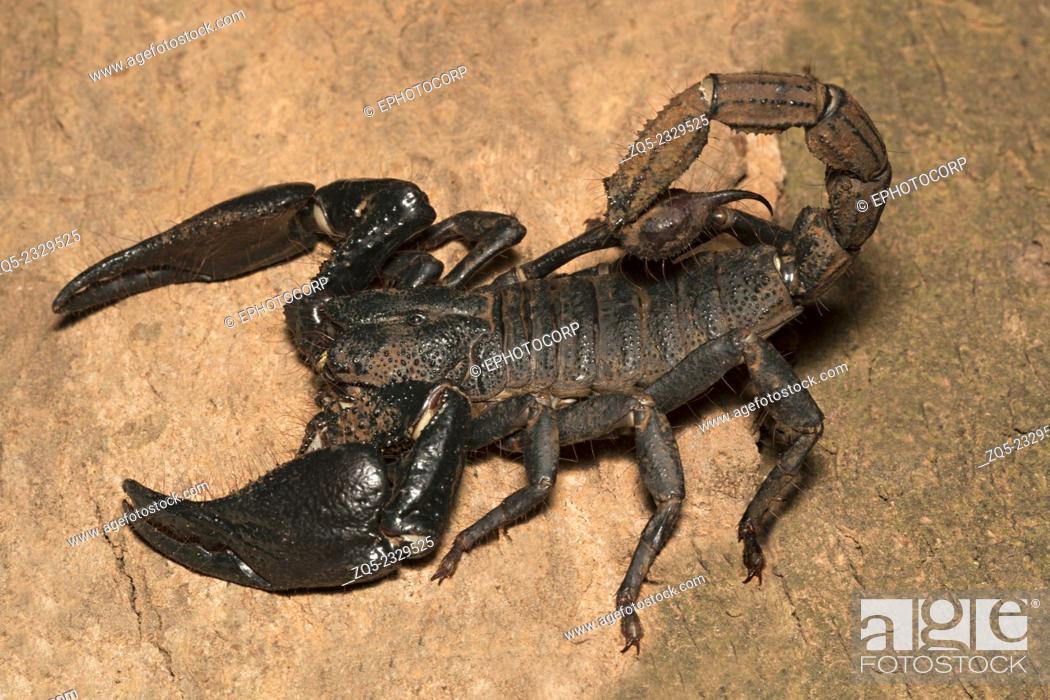 Stock Photo: Forest scorpion Heterometrus sp. Family: Scorpionidae, Idukki Wildlife Sanctuary, Kerala, India.