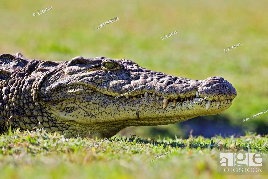 Stock Photo: Nilkrokodil Crocodylus niloticus am Ufer vom Chobe Fluss, Chobe River, Chobe National Park, Botswana, Afrika, Nile crocodile at riverside, Africa.