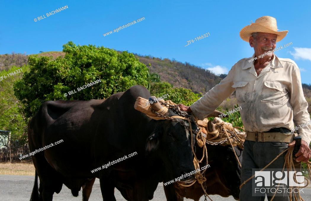 Stock Photo: Cuba Cienfuegos old man cowboy portrait with oxen on side of road in farming area.