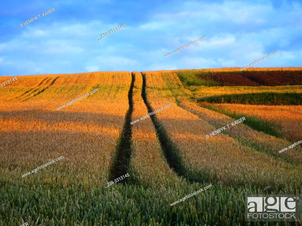 Stock Photo: Agriculture in Lasser Poland near Slomniki.