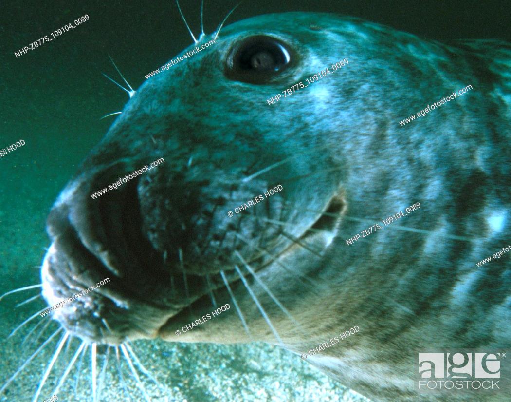 Stock Photo: Grey seal  Date: 16/1/01  Ref: ZB775-109104-0089  COMPULSORY CREDIT: Oceans Image/Photoshot.
